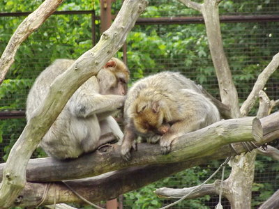 2014-05-09 Zoopark Chomutov (MŠS)