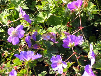 2012-10-02 Botanická zahrada (MŠS)