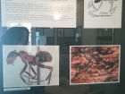 Po stopách brouka Pytlíka aneb hmyzí postavičky z knížek Ondřeje Sekory očima entomologa