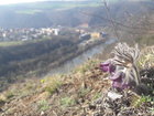Přírodověda, Prvouka