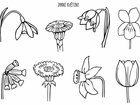 Materiály k domácí výuce – omalovánky květin, počítání do 10 – spojovačka, skládání papíru - tulipán